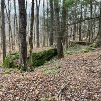 65 acres Hunting Land and Recreational Land with Stream in Deposit NY 645 Big Hollow Rd images 3