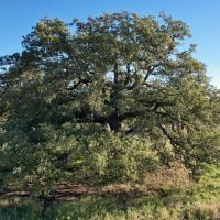 Back on the Market 5 - Acres Eastland County images 2