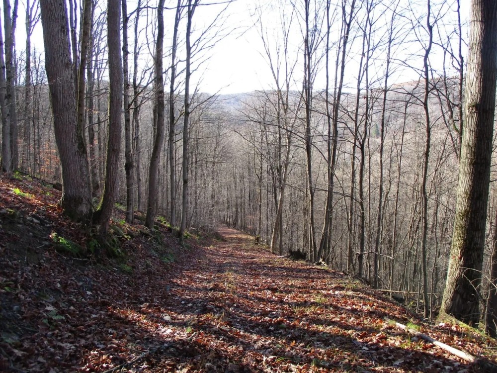 Maple Mountain featured image