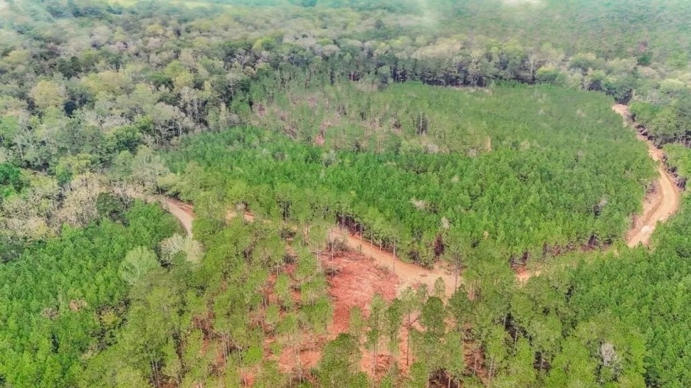 Lincoln County Hunting Land Homesite for Sale featured image