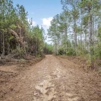 Lincoln County Hunting Land Homesite for Sale images 4