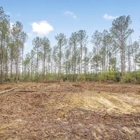 Lincoln County Hunting Land Homesite for Sale images 5