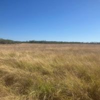 New Listing 80 -Acres Coleman County images 3