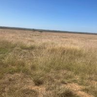 New Listing 80 -Acres Coleman County images 4