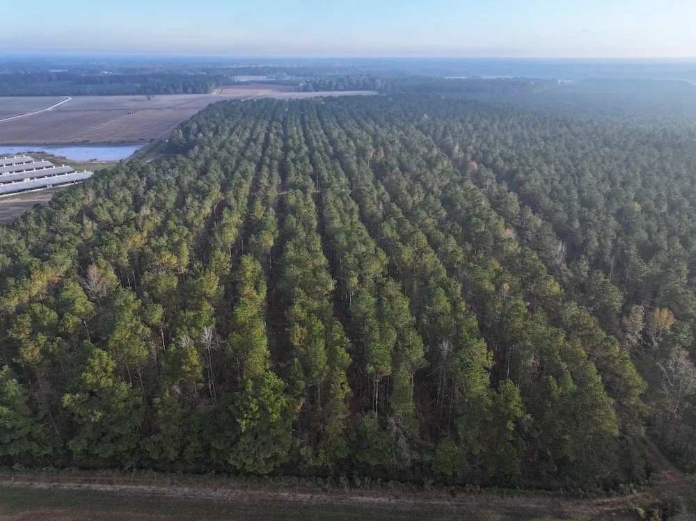 Secluded Timber Investment Near Kinston No Restrictions High Potential featured image