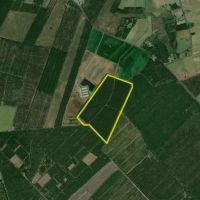 Secluded Timber Investment Near Kinston No Restrictions High Potential images 3