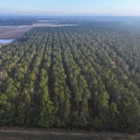 Secluded Timber Investment Near Kinston No Restrictions High Potential images 5