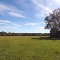 60 ACRES WITH OPEN AND WOODED FOR HUNTING images 4