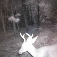 125 Acres - Dewey Road in Brantley GA