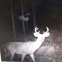 125 Acres - Dewey Road in Brantley GA images 2