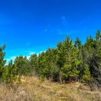 59 acres T-15 Spurger Pines North images 4