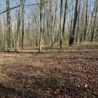 7.2 acre Building Lot and Recreational Land in Arkport NY Neu Road images 3