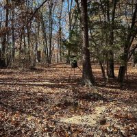 120 - Wooded Acres Hunting Property Sharp County Cave City Arkansas images 2