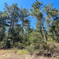 350 Acres Willow Creek FM 3179 images 4