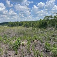 Bugs Lake East Merge Tract images 5