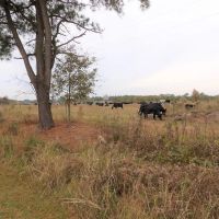 Turnkey Nursery Swine Farm with extensive -230 acres of Multi-Use Land for Sale in Duplin County NC images 3