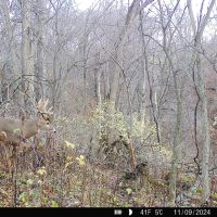 Monroe County Hunting Property 44 - Acres images 2