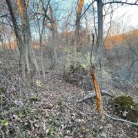 Monroe County Hunting Property 44 - Acres images 3