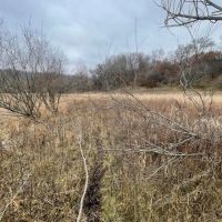 Monroe County Hunting Property 44 - Acres images 4