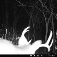 Monroe County Hunting Property 44 - Acres images 5