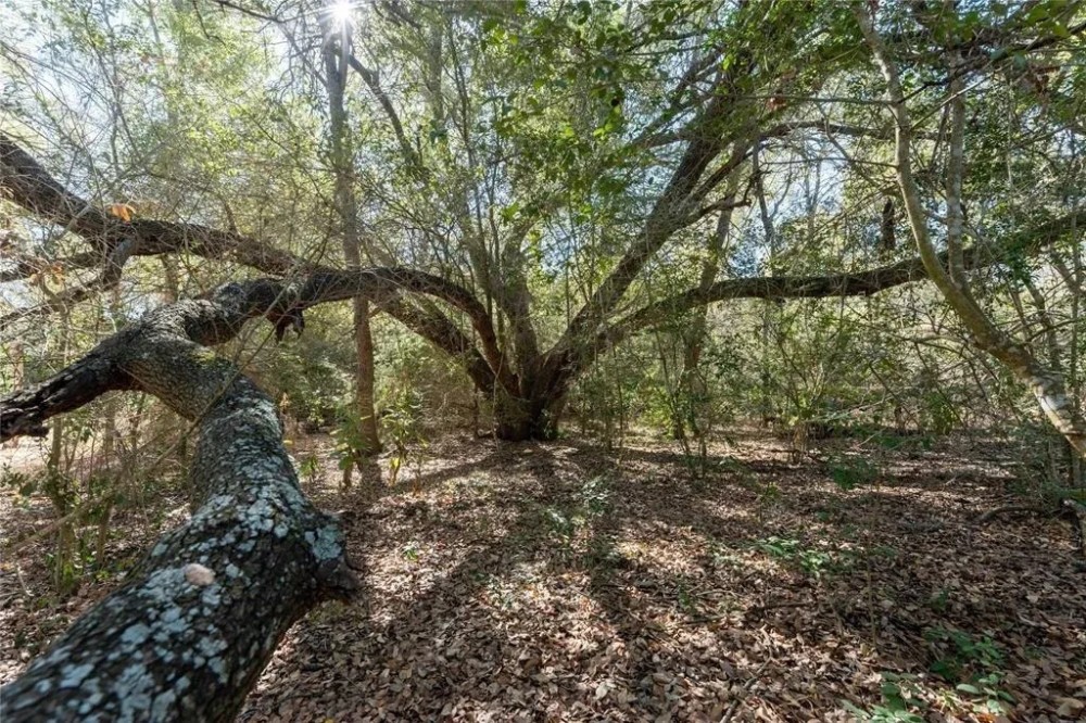 TBD40 Bateman Rd Red Rock TX 78662 featured image