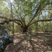 TBD40 Bateman Rd Red Rock TX 78662 images 1