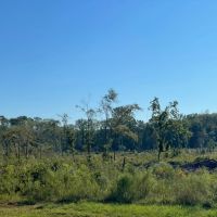 46 Acres in Winston County MS images 4