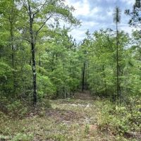 140.00 Acres - Tract 2 - Red Hill Retreat images 2