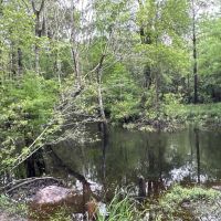 140.00 Acres - Tract 2 - Red Hill Retreat images 3