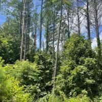 White Springs Tract images 4