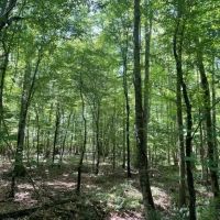 White Springs Tract images 5