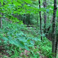 8.9 acres Across from the Tioughnioga River in Barker NY 7338 NY-79 images 5
