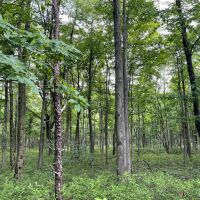 SR 81 HWY S. SCHUYLKILL COUNTY - 107 - ACRES images 5