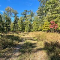 OTTO RD. CAMBRIA COUNTY - 90 - ACRES