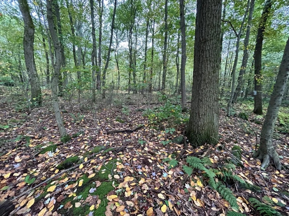 Ridge Rd - Homer City - Indiana - 1.0 - featured image