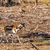 El Corral Ranch images 2