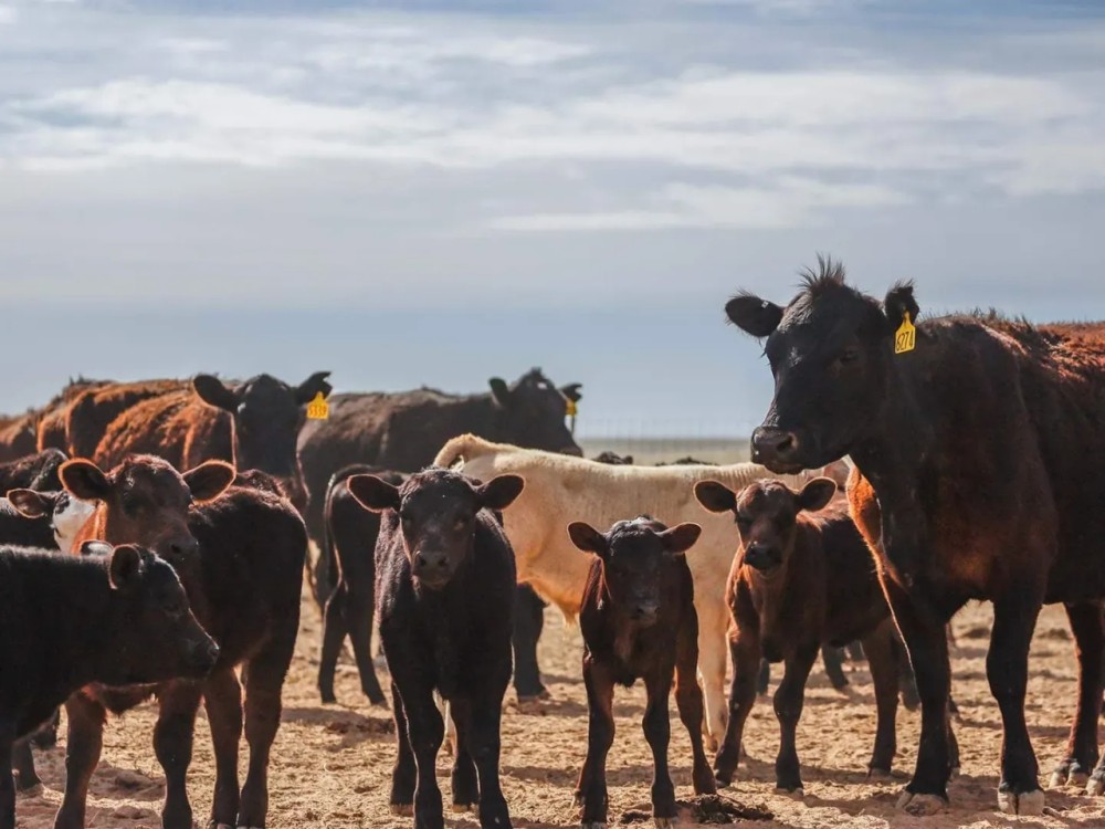 Ten Mile Ranch featured image