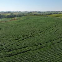 TIMED ONLINE AUCTION 162.77 acres m.l Mills County Iowa images 3