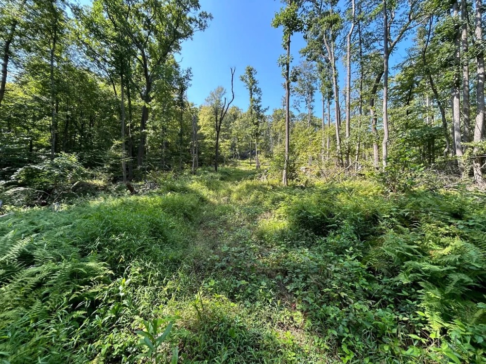 Matson Red Arrow Road - Ligonier - Westmoreland - 501.7 - featured image