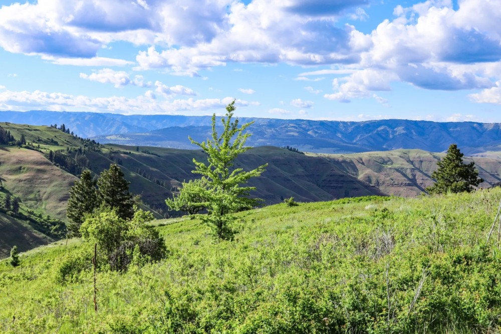 Applegate Canyon Ranch featured image