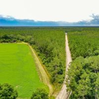 23 Acres on Camp Branch Rd in Ware County GA images 2