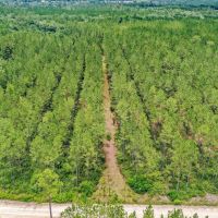 23 Acres on Camp Branch Rd in Ware County GA images 5