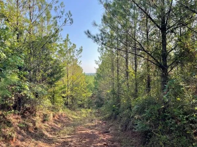 Fernbank Woodward Tract featured image