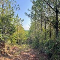 Fernbank Woodward Tract