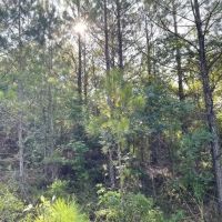 Fernbank Woodward Tract images 2