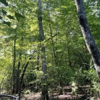 Fernbank Woodward Tract images 5