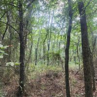 Hwy 271 Acreage images 3