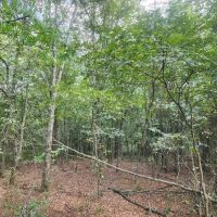 Hwy 271 Acreage images 4