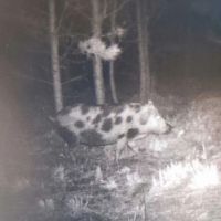 75 Acres - Dewey Road in Brantley GA images 3