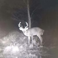 75 Acres - Dewey Road in Brantley GA images 4